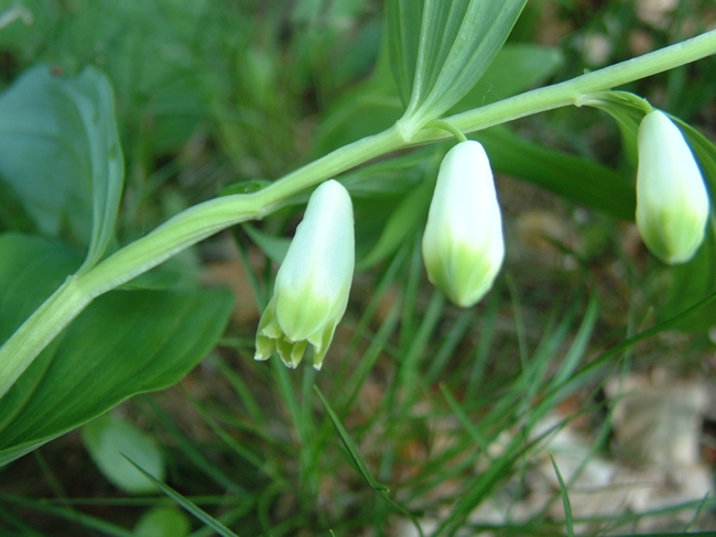 Polygonatum odoratum / Sigillo di Salomone comune